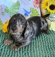 Speckles Wire, a male Miniature Dachshund for sale in Gaffney, SC – 4 of 4