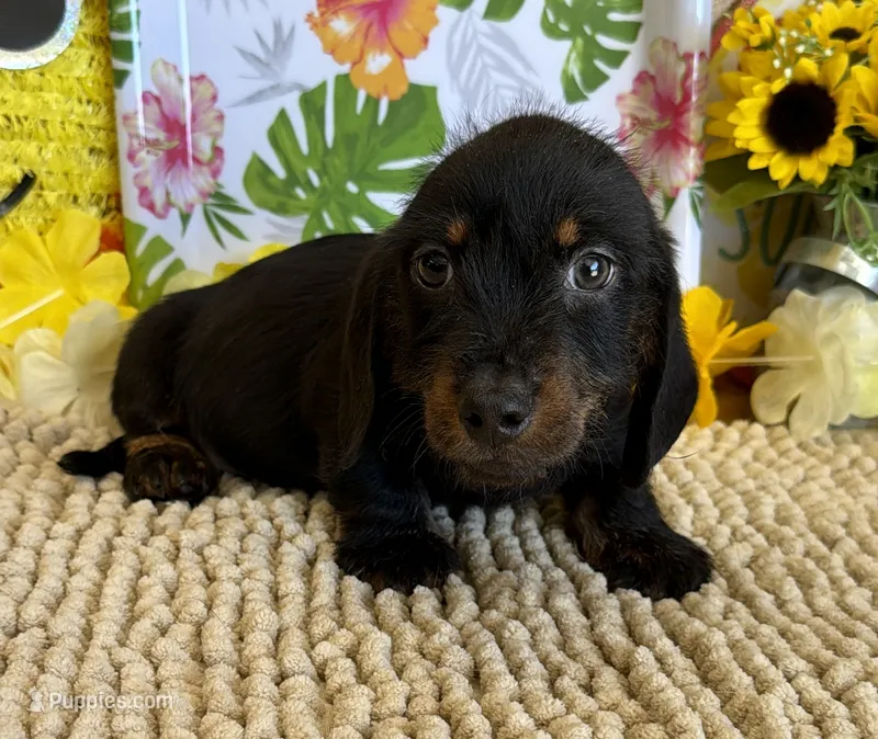 Rhett Wire – Dachshund puppy for sale in Gaffney, SC