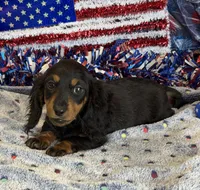 Zipper, a male Miniature Dachshund for sale in Gaffney, SC – 2 of 6