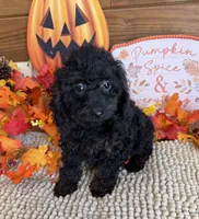 Cassidy, a female Cockapoo for sale in Gaffney, SC – 2 of 3