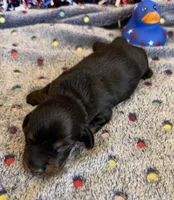 Rhett, a male Dachshund for sale in Gaffney, SC – 2 of 4