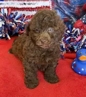 Tessa, a female Poodle - Toy  for sale in Gaffney, SC – 3 of 4