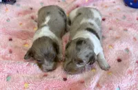 Shabam, a female Miniature Dachshund for sale in Gaffney, SC – 1 of 3