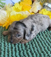 Shabam, a male Miniature Dachshund for sale in Gaffney, SC – 2 of 3