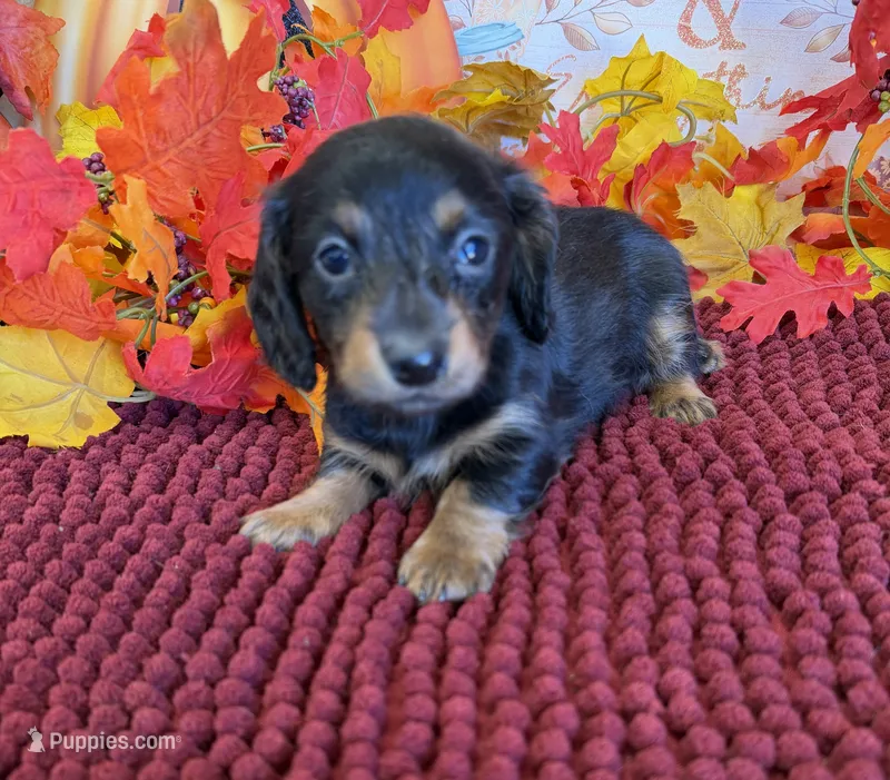 Tilly – Miniature Dachshund puppy for sale in Gaffney, SC