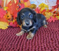 Tilly, a female Miniature Dachshund for sale in Gaffney, SC – 1 of 3