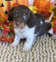 Mazzy, a female Miniature Dachshund for sale in Gaffney, SC – 1 of 3
