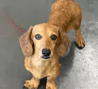 Ellis, a male Dachshund for sale in Gaffney, SC – 2 of 5