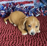 Annie, a female Miniature Dachshund for sale in Gaffney, SC – 6 of 6