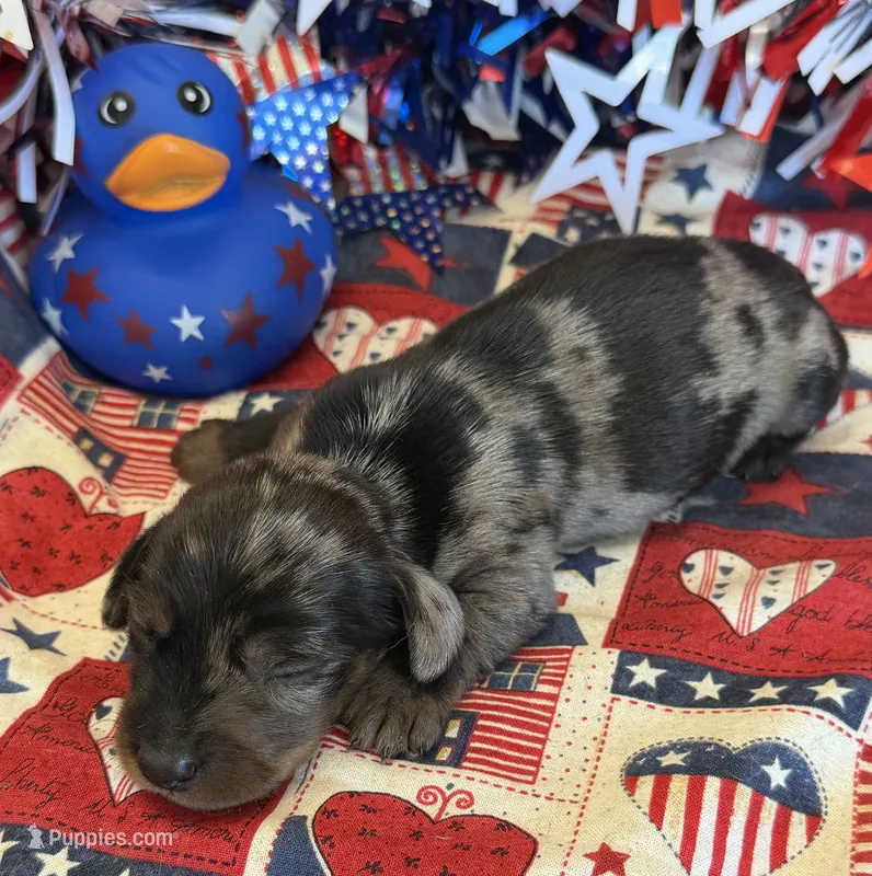 Speckles Wire Boy – Miniature Dachshund puppy for sale in Gaffney, SC