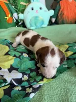 Lance, a male Dachshund for sale in Gaffney, SC – Photo 2 of 4