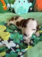 Lance, a male Dachshund for sale in Gaffney, SC – Photo 3 of 4