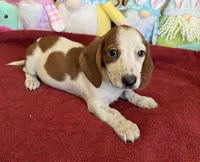 Lance, a male Dachshund for sale in Gaffney, SC – Photo 3 of 3