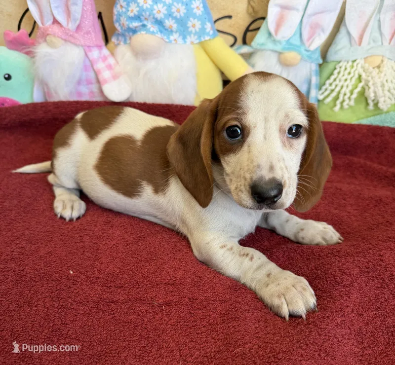Lance – Dachshund puppy for sale in Gaffney, SC