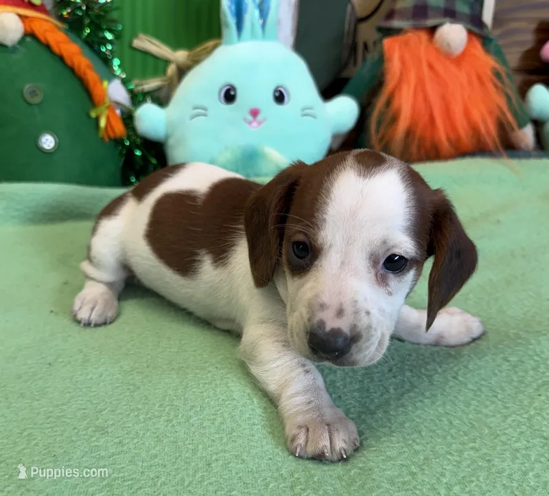 Lance – Dachshund puppy for sale in Gaffney, SC