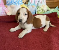 Lance, a male Dachshund for sale in Gaffney, SC – Photo 2 of 3