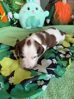 Lance, a male Dachshund for sale in Gaffney, SC – Photo 1 of 4