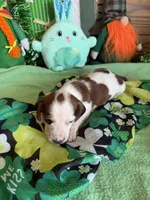 Lance, a male Dachshund for sale in Gaffney, SC – Photo 4 of 4