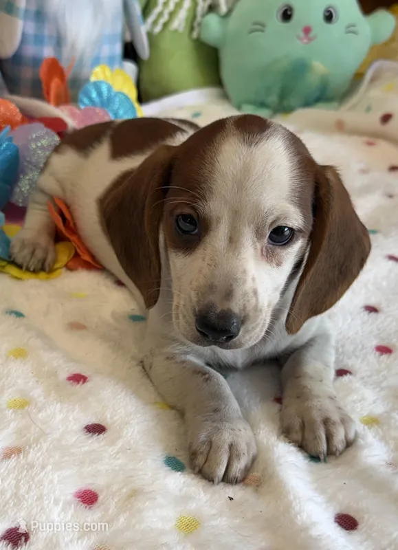 Lance – Dachshund puppy for sale in Gaffney, SC