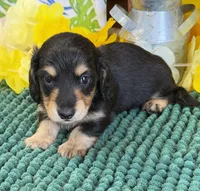 Justin, a male Miniature Dachshund for sale in Gaffney, SC – 1 of 3