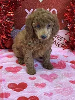 Gypsy, a female Poodle - Toy  for sale in Gaffney, SC – Photo 2 of 2