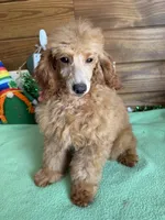 Gypsy, a female Poodle - Toy  for sale in Gaffney, SC – Photo 2 of 3