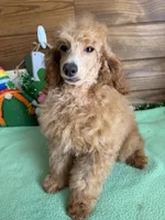 Gypsy, a female Poodle - Toy  for sale in Gaffney, SC – Photo 3 of 3