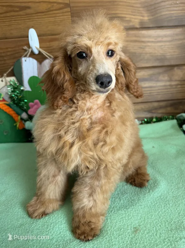 Gypsy – Poodle - Toy  puppy for sale in Gaffney, SC