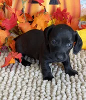 Ace, a male Miniature Dachshund for sale in Gaffney, SC – 2 of 3