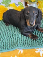 Gabe, a male Miniature Dachshund for sale in Gaffney, SC – 3 of 3