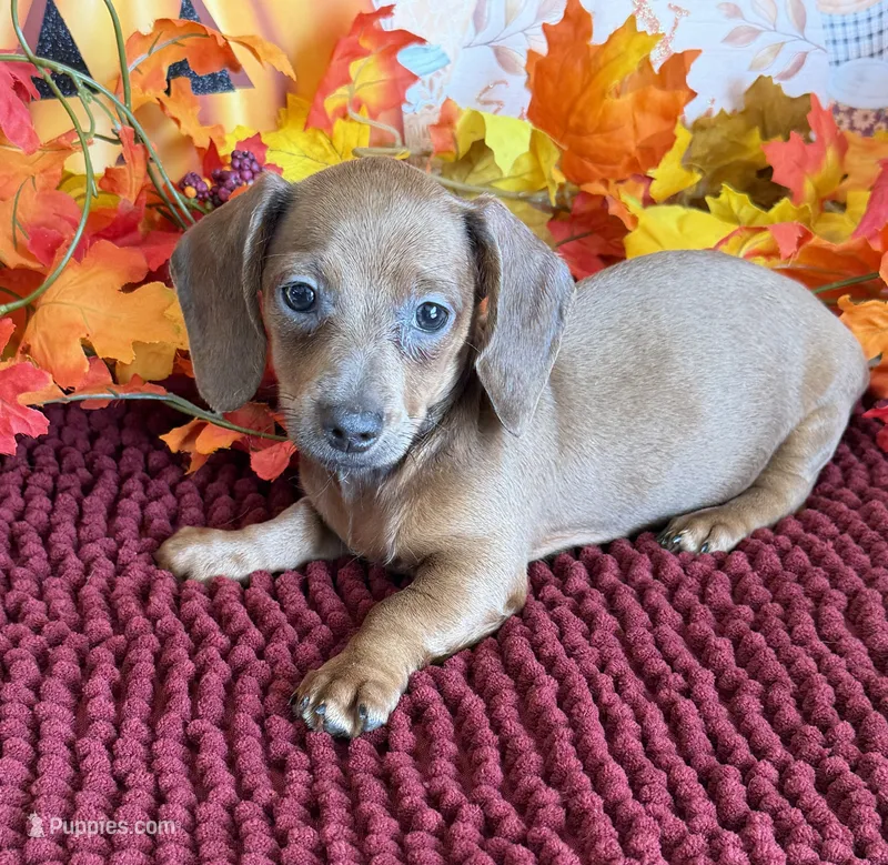 Amaretta – Miniature Dachshund puppy for sale in Gaffney, SC