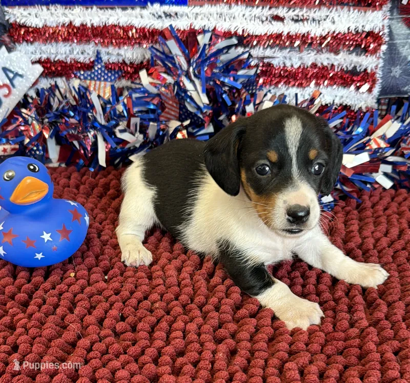 Darla – Miniature Dachshund puppy for sale in Gaffney, SC