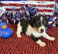 Darla, a female Miniature Dachshund for sale in Gaffney, SC – 1 of 3