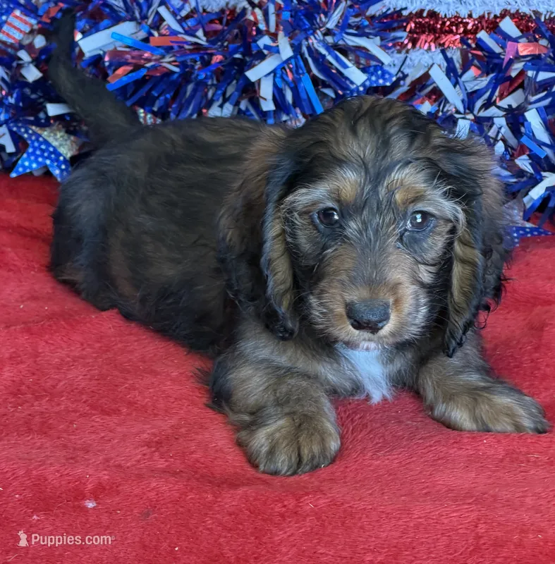 Silky – Dachshund puppy for sale in Gaffney, SC