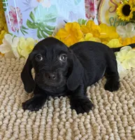 Solid Black Wire Boy, a male Miniature Dachshund for sale in Gaffney, SC – 5 of 6