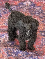 Raven, a male Poodle - Toy  for sale in Gaffney, SC – 3 of 3