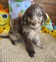 Jasmine, a female Miniature Labradoodle for sale in Gaffney, SC – 2 of 3