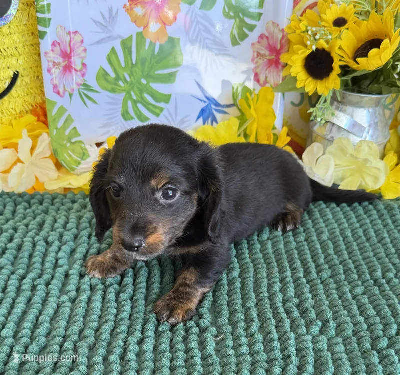 Toby – Miniature Dachshund puppy for sale in Gaffney, SC