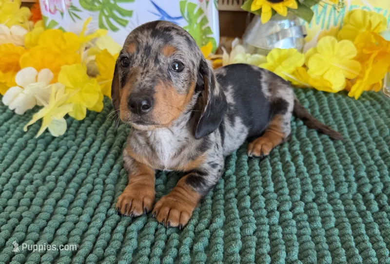 Razzle – Miniature Dachshund puppy for sale in Gaffney, SC