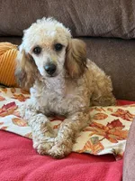 Trudy, a female Poodle - Toy  for sale in Gaffney, SC – 3 of 5