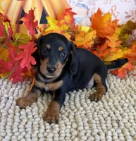 Chaps, a male Miniature Dachshund for sale in Gaffney, SC – 2 of 3