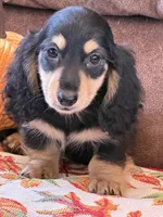 Justin, a male Miniature Dachshund for sale in Gaffney, SC – 3 of 7