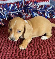 Annie, a female Miniature Dachshund for sale in Gaffney, SC – 5 of 6