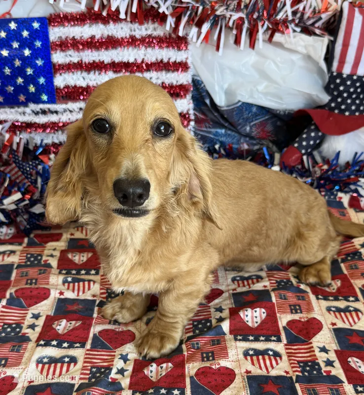 Tucker – Dachshund puppy for sale in Gaffney, SC