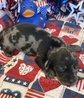 Speckles Wire Boy, a male Miniature Dachshund for sale in Gaffney, SC – 3 of 3