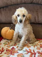 Trudy, a female Poodle - Toy  for sale in Gaffney, SC – 5 of 5