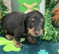 Brushy, a male Dachshund for sale in Gaffney, SC – Photo 1 of 3