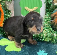 Brushy, a male Dachshund for sale in Gaffney, SC – Photo 2 of 3