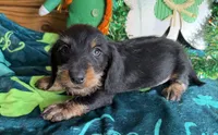 Brushy, a male Dachshund for sale in Gaffney, SC – Photo 3 of 3