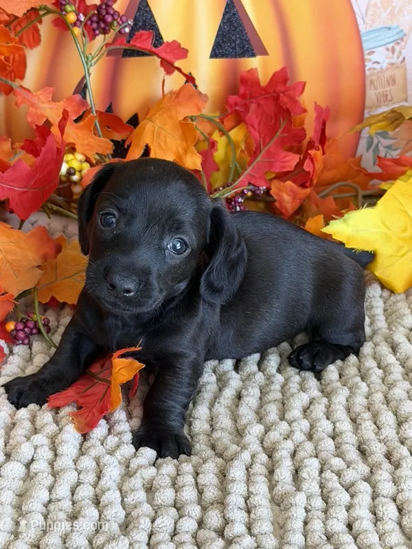 Ace – Miniature Dachshund puppy for sale in Gaffney, SC